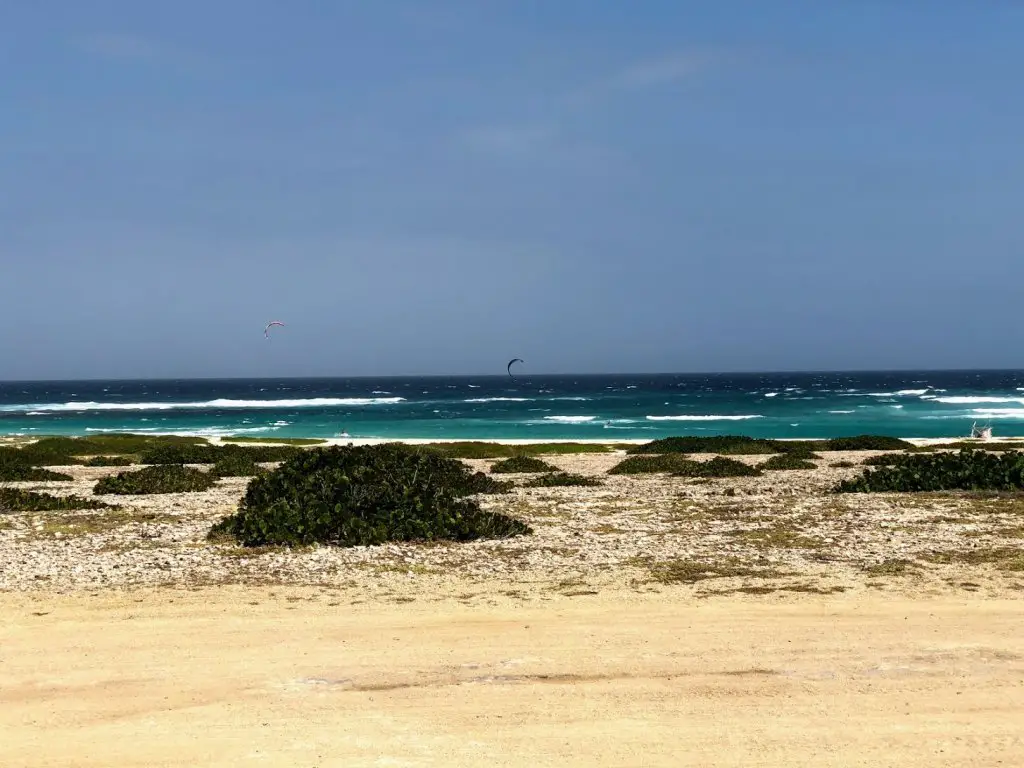 boca grandi beach with sand and green seaweed