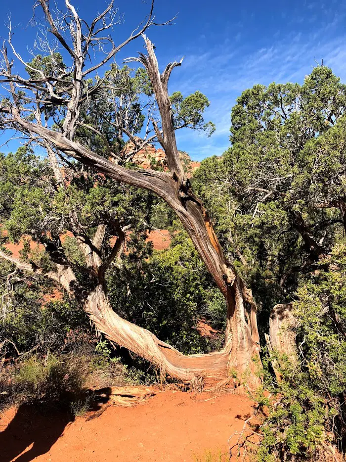 juniper tree in sedona arizona vortex