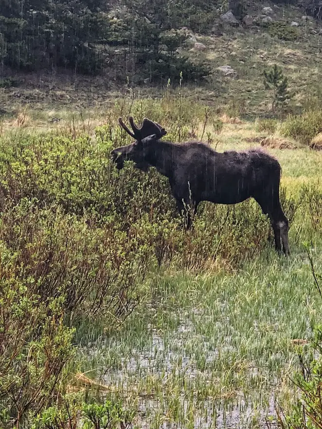 wild moose in rocky mountain national park