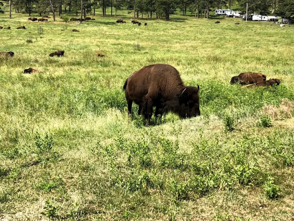 bison in custer state park