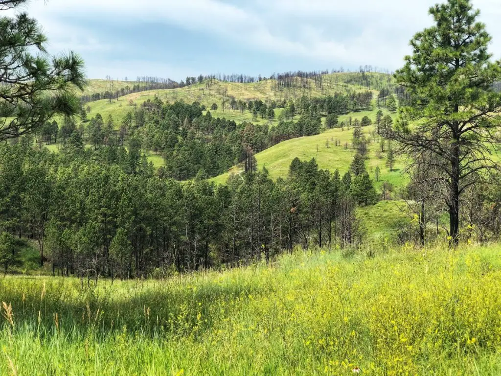 custer state park south dakota