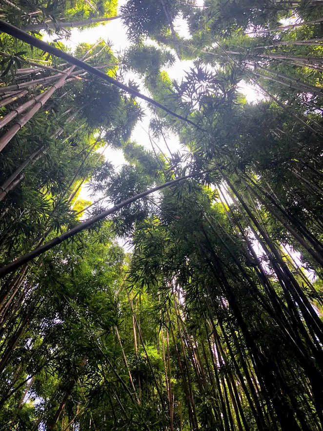 bamboo forest maui