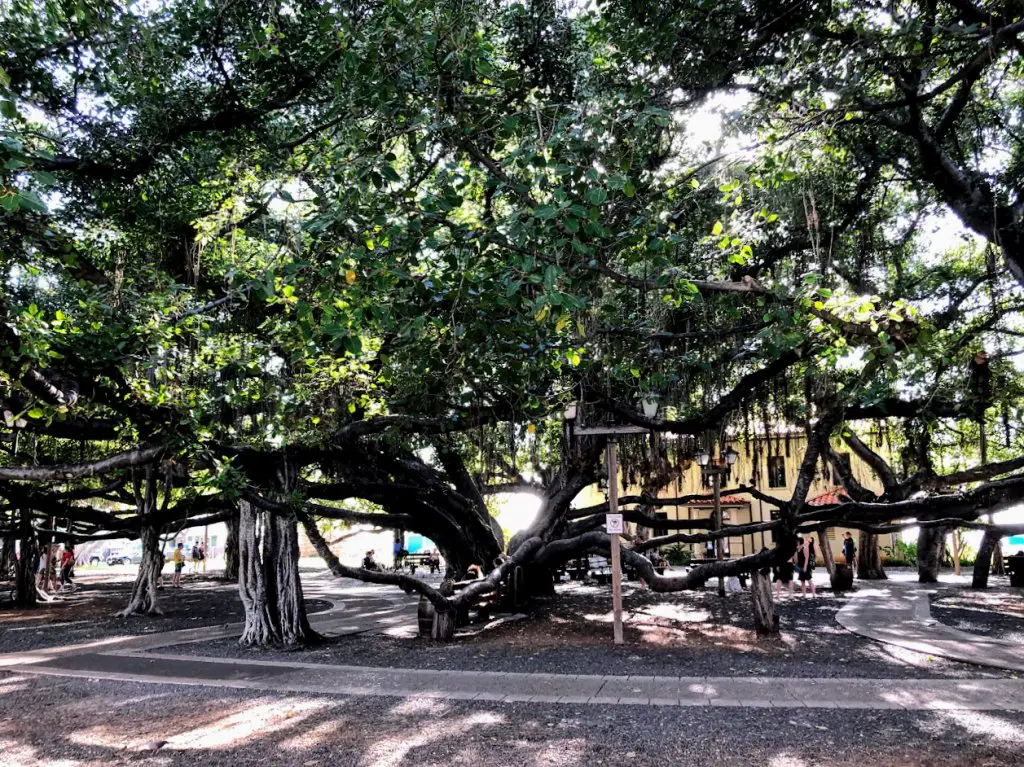 banyan tree lahaina maui