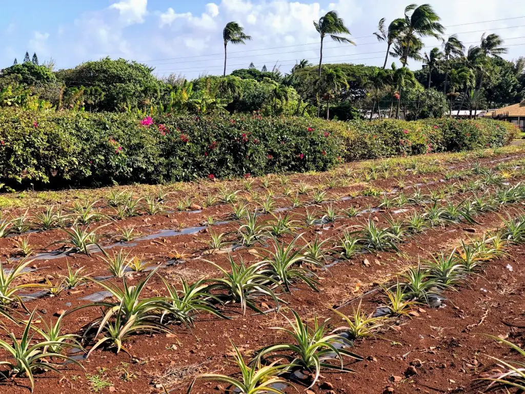 pineapple garden maui tropical plantation