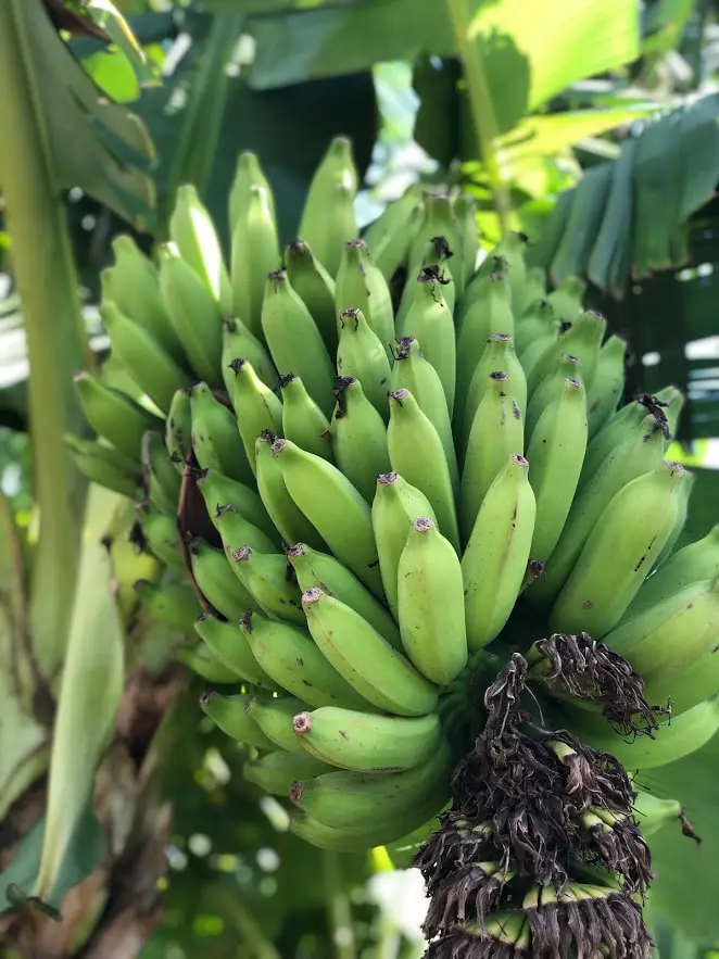 bananas maui tropical plantation