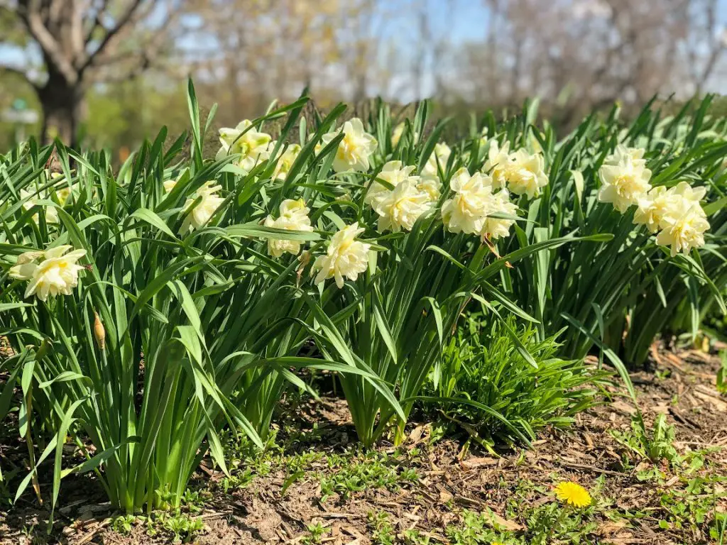 pretty springtime flowers