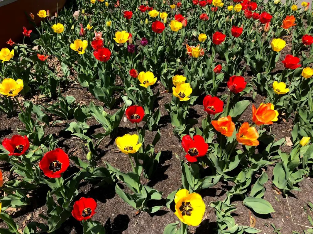 spring hiking trail in minnesota flowers