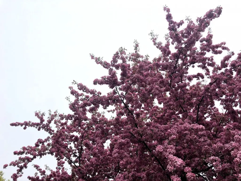 blooming trees minnesota spring