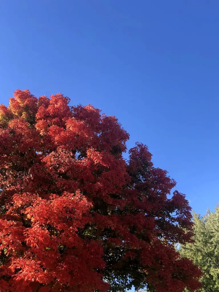 minnesota fall trees
