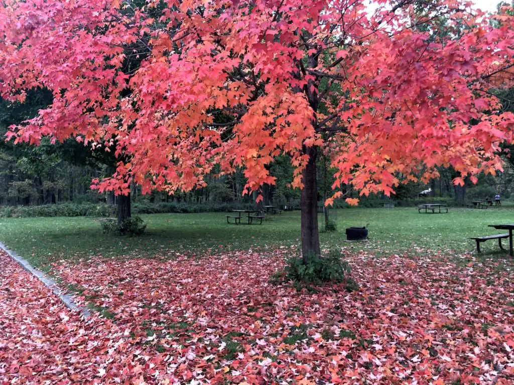 red leaves in minnesota fall