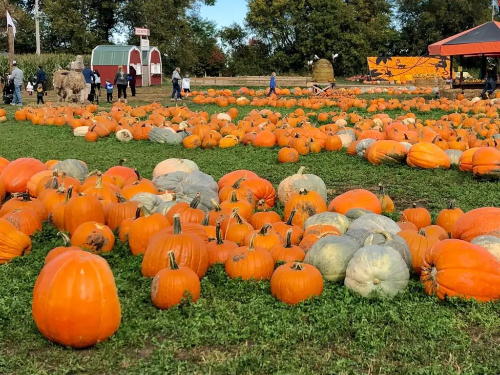 pumpkin patch