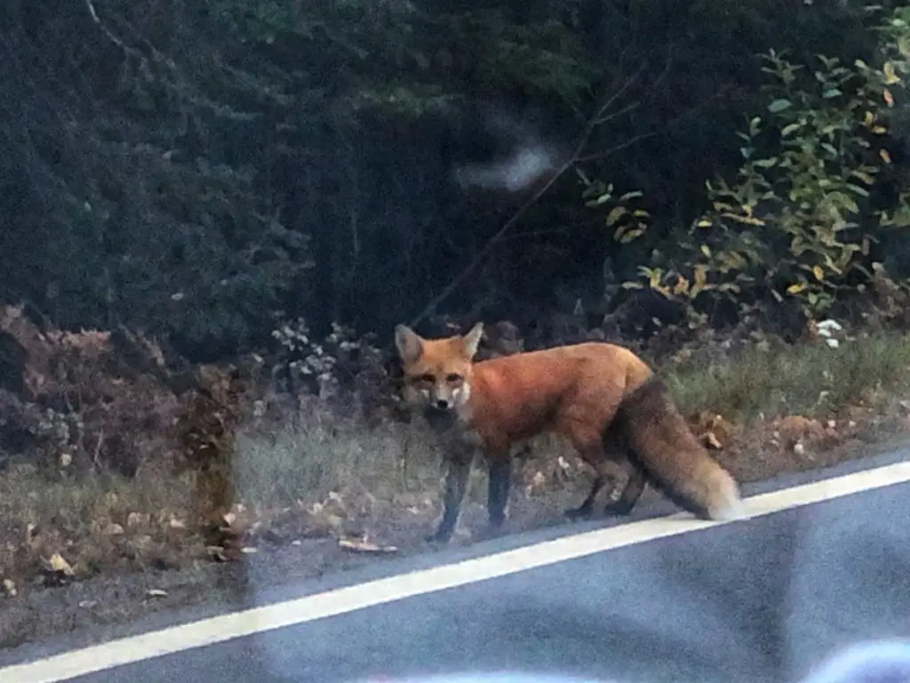 wild fox in the woods