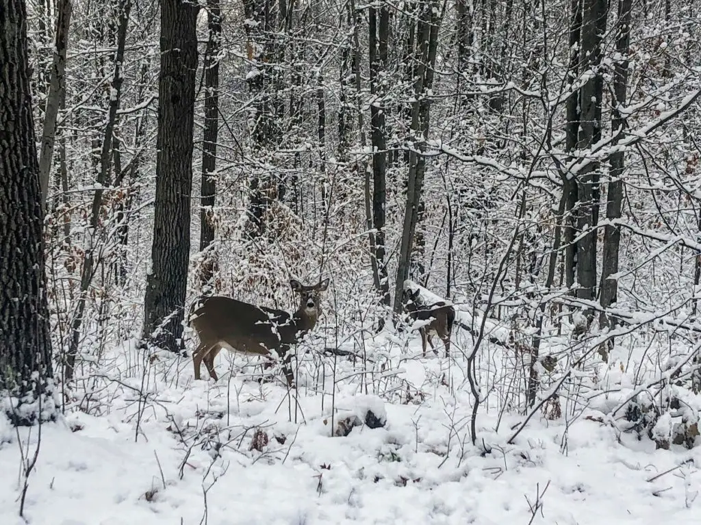  hike during Minnesota winter