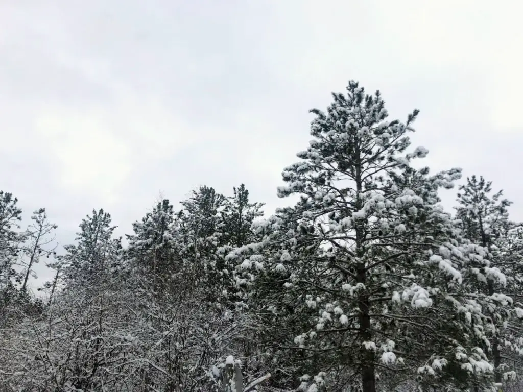 winter hikes in minnesota