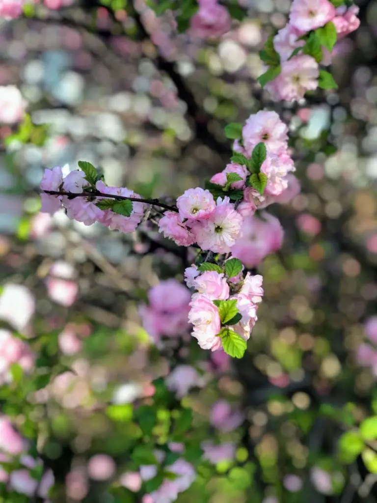 spring flowers in minnesota