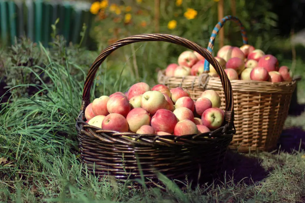 Fall Activities in the Twin Cities Apple Orchards