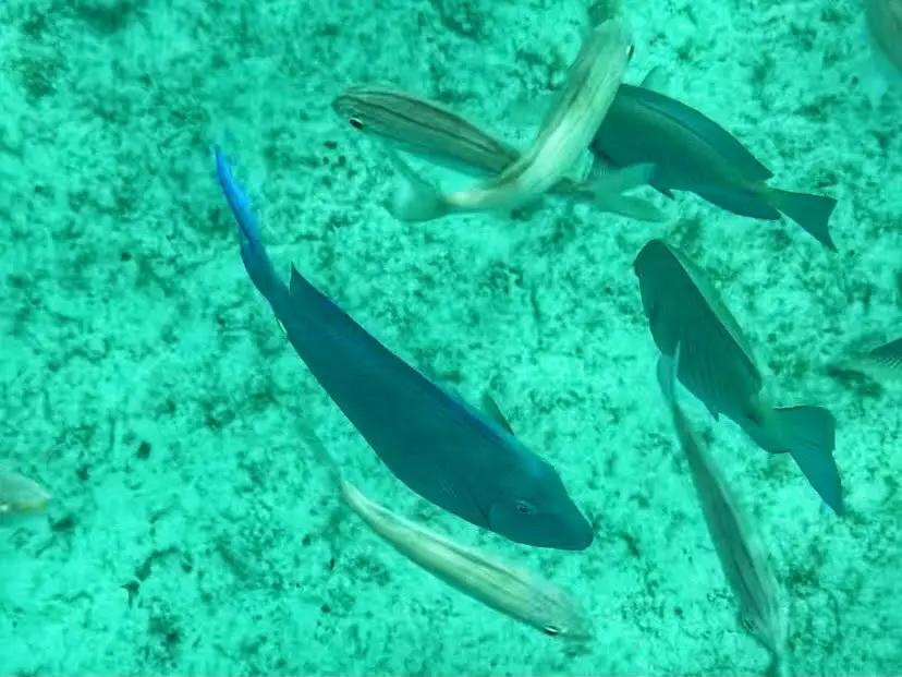 aruba fish snorkeling