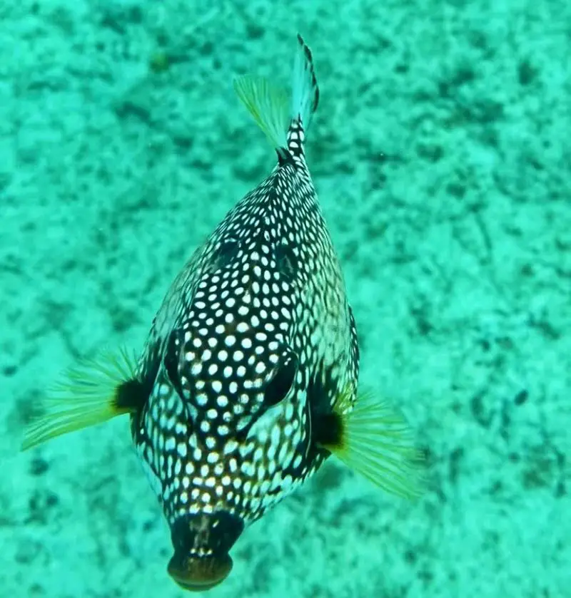 Aruba Snorkeling Guide The Best Beaches to Visit Little Blue Backpack