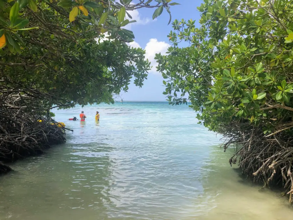 Aruba snorkeling guide mangel halto