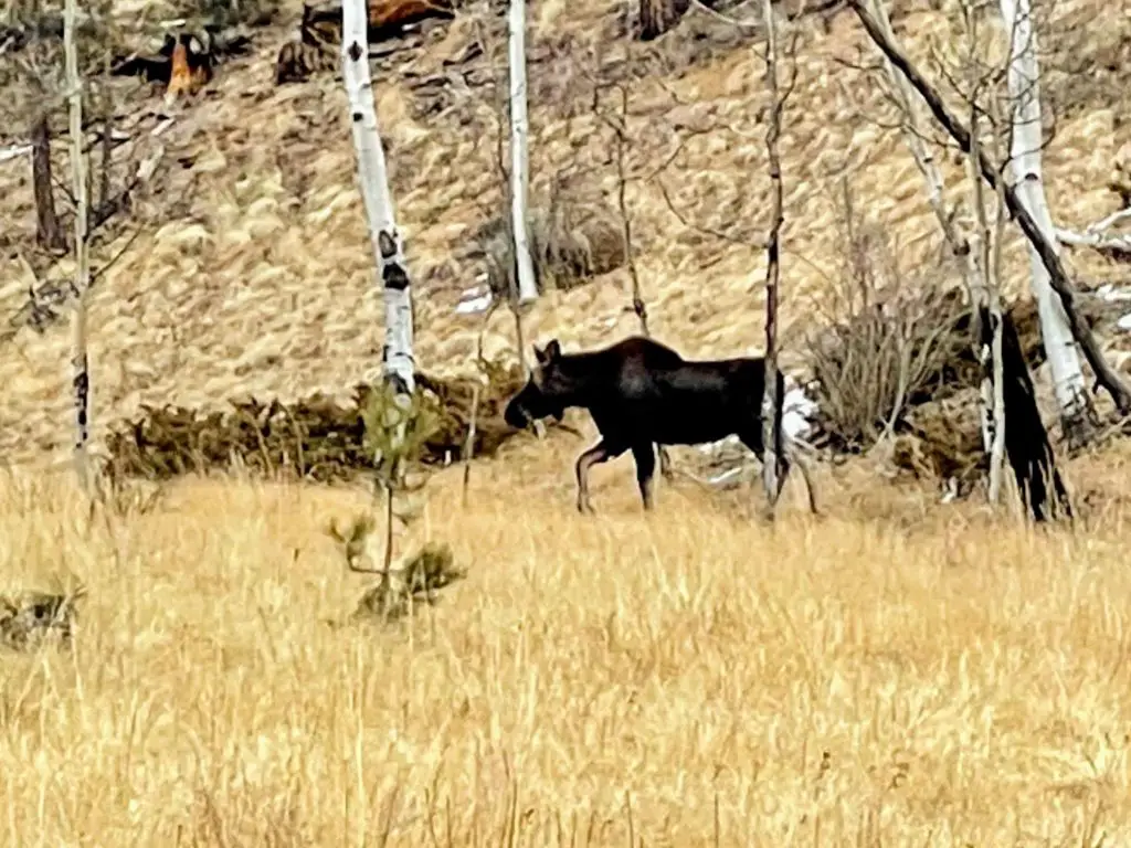 Colorado moose