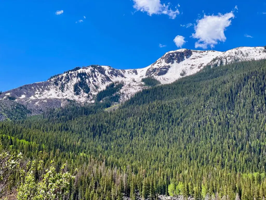 aspen in the summer